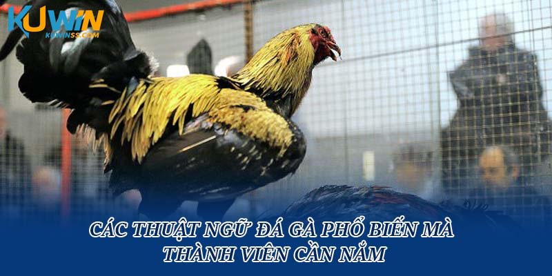 Các thuật ngữ đá gà phổ biến mà thành viên cần nắm